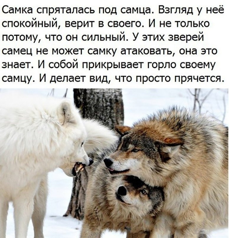 Цитаты волка про любовь. Волчица прикрывает шею волку. Волк защищает волчицу. Волки цитаты преданности.