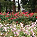  , , 70  -  15  2019   CA_2019_San Jose_Rose Garden_2