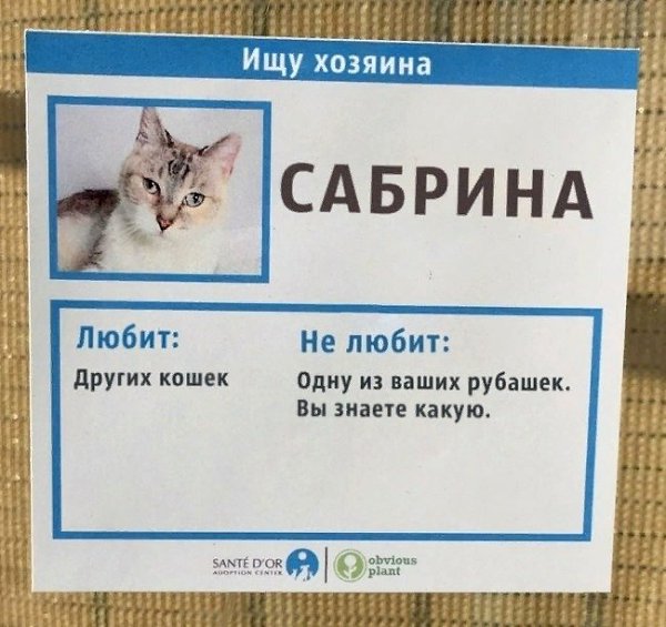 Кошачий приют подошёл творчески к пристройству подопечных, в результате все они быстро нашли дом - 2