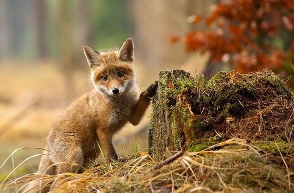  o oo Robert Adamec. |   - 6