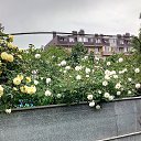 ���� �������, ���������, 61 ��� - ��������� 21 ���� 2019 � ������ ���� ����ۻ