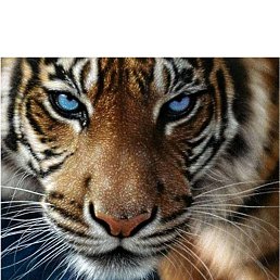 ���������, �����-���������