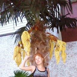�������, ���������, 51 ���