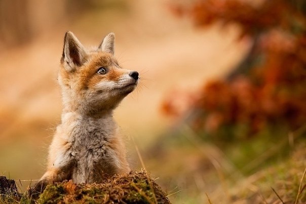  o oo Robert Adamec. |   - 5