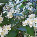 ���� Dalia, �����-��������� - ��������� 27 ��� 2019 � ������ ������ ��������