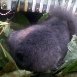 Cthutq, ������, 57 ���