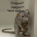 ���� Kotofey, ���� - ��������� 27 ��� 2019 � ������ ���� ����������