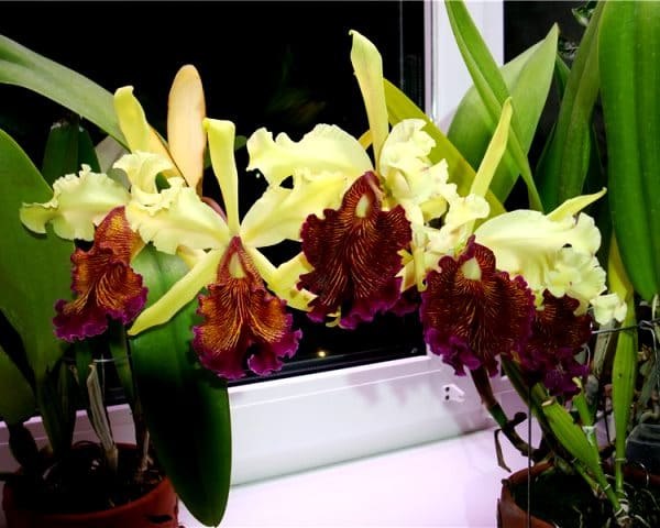 . (Cattleya)    ,        ... - 2