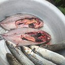 ���� ��������, ������������, 55 ��� - ��������� 4 ������� 2019 � ������ �������