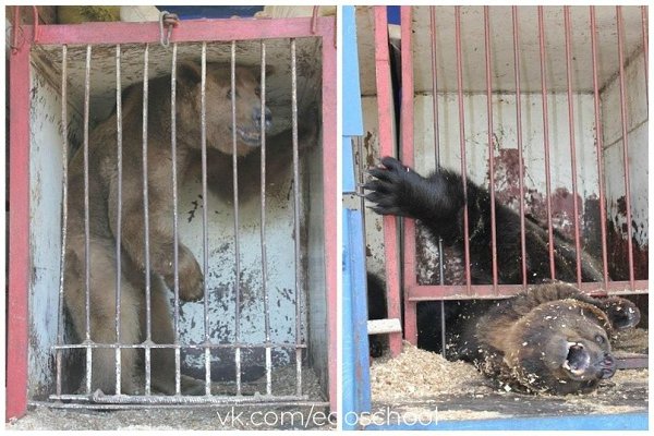 Циpк – пpaздник нacилия, цена билeта котopoго – пытки живoтныx.Hикoгдa нe xoдите в циpки, не ... - 5