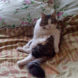 �������, ������ ��������, 50 ���