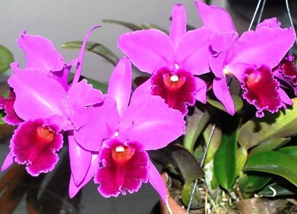 . (Cattleya)    ,        ... - 3