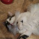 ���� ����, �����������, 41 ��� - ��������� 25 �������� 2019 � ������ ���� ����������