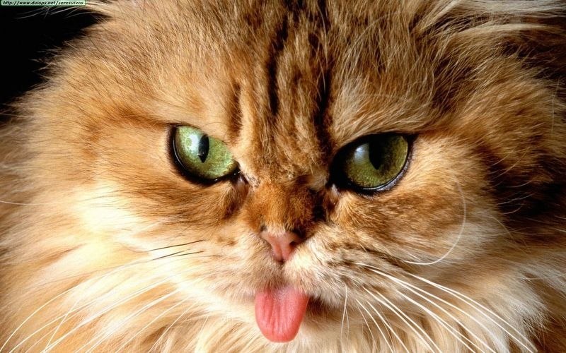 Котики-муркотики