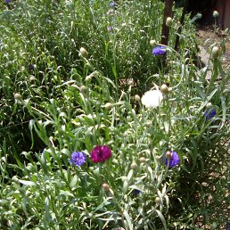 ������, ������