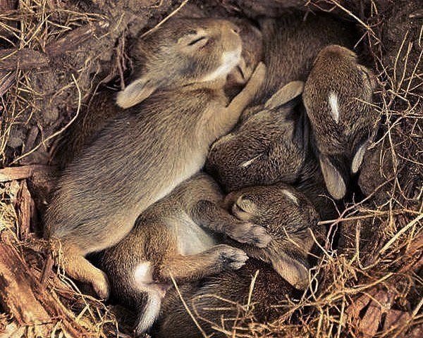 Коротко о том почему нельзя жечь сухую траву. - 3