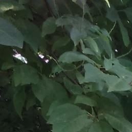 �����, �����, 54 ����