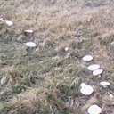 ���� Mesxi, �������, 50 ��� - ��������� 25 ������� 2019 � ������ ���� ����������