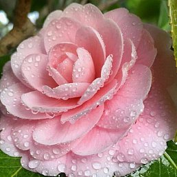 ���� ����, ���� - ��������� 26 ���� 2019