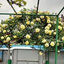 ���� �������, ���������, 61 ��� - ��������� 21 ���� 2019 � ������ ���� ����ۻ