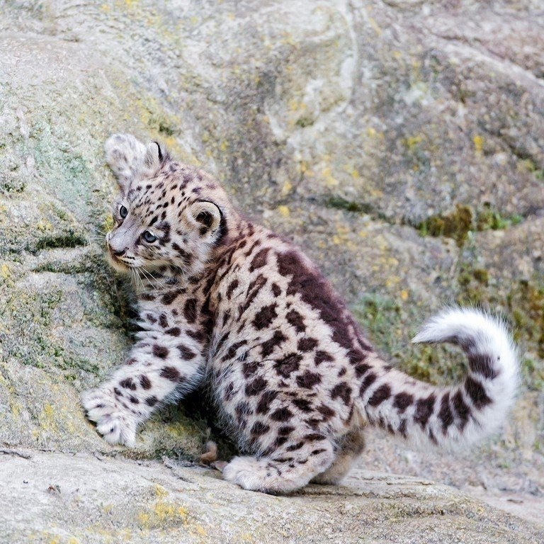 ������� �������� �����