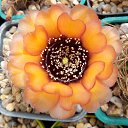 ���� ������, ��������, 55 ��� - ��������� 15 ���� 2019 � ������ ������ ��������