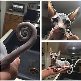 Этот кот выглядит так, будто его нарисовали для фильма Тима Бёртона