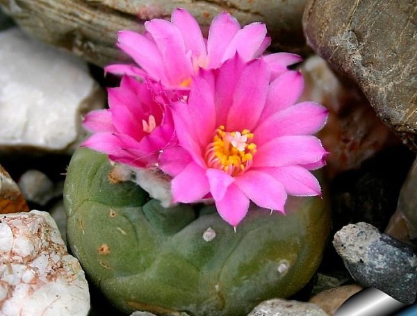  .  (Lophophora),    ,    ... - 3