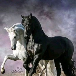 ���� �����., ������, 41 ��� - ��������� 19 ������� 2019