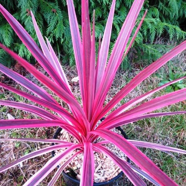 .  (Cordyline),    (   - ... - 4