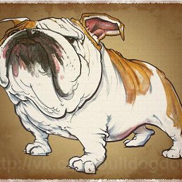 �����, �����-���������