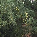  , , 50  -  23  2019      --