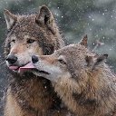 ���� ���, ������ - ��������� 20 ���� 2019 � ������ ������ ��������