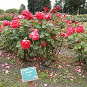  , , 70  -  15  2019   CA_2019_San Jose_Rose Garden_2