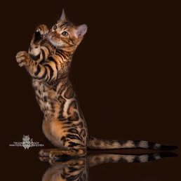 ���������, ������, 44 ����