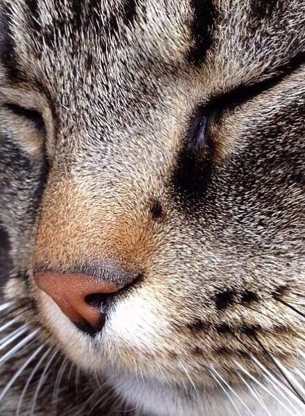 Котьи носики — возможно, одна из самых хороших котьих запчастей. - 2