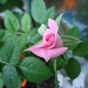 ���� ��������, ���������, 65 ��� - ��������� 23 ������ 2019 � ������ ���� ����������