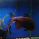 ���� �������, �������, 41 ��� - ��������� 11 ������� 2019 � ������ ���� ����������