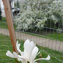   .   .  &ndash;   (. loebneri,  M.stellata M.kobus)           1900 .        1923 .,         .       ,      .          ..     -  (     )