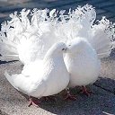 ���� ����@, ���� - ��������� 12 ������� 2019 � ������ ���� ����������