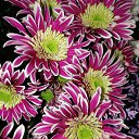 ���� �����, �����-��������� - ��������� 21 ��� 2019 � ������ ���� ����������