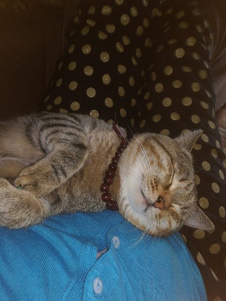 #Безкота_добро.Давно просила мужа завести кота!) я их очень люблю, а мой муж нет! Да и к тому же в ... - 3