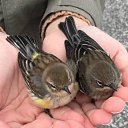  Flora, , 57  -  14  2019    