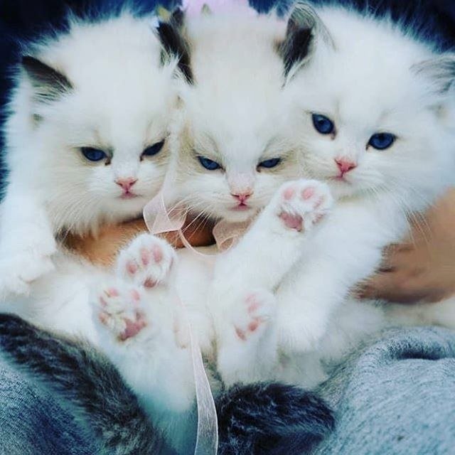 Змей Котыныч :3