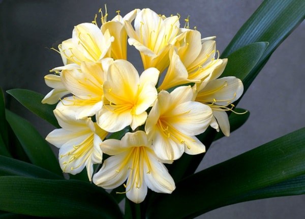 . (Clivia)       , ... - 2