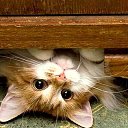 ���� ���������, ������� �����, 52 ���� - ��������� 17 ������� 2019 � ������ ���� ����������