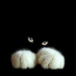 �������, ������ ��������, 44 ����