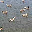 ���� ���������, ������ �����, 67 ��� - ��������� 6 ���� 2019 � ������ ���� ����� ������-������ �����