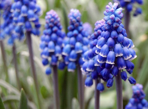 . (Muscari)     .     ...