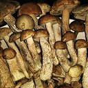 ���� ���, ������ ��������, 45 ��� - ��������� 25 ������� 2019 � ������ ���� ����������